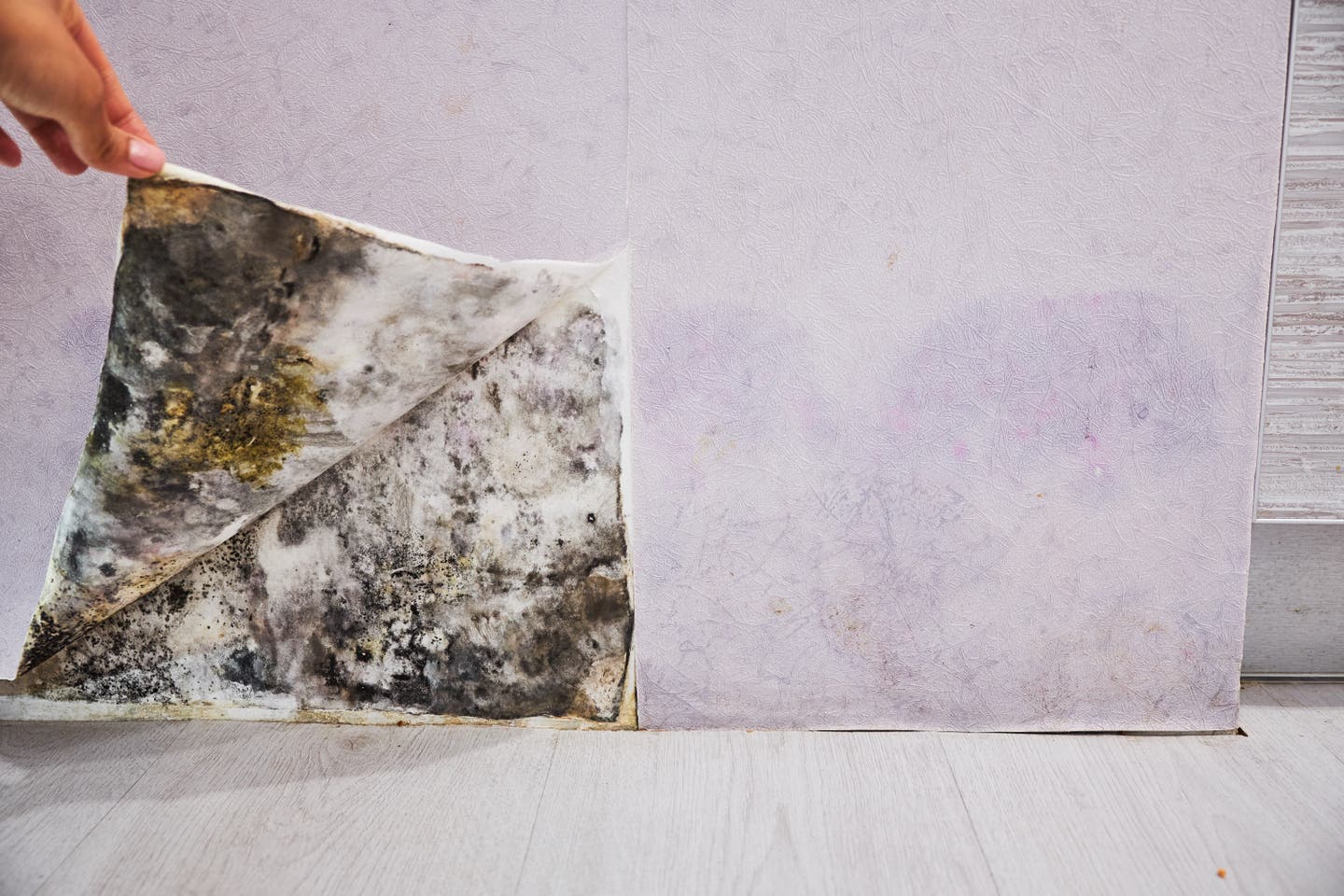 mold removal Melbourne